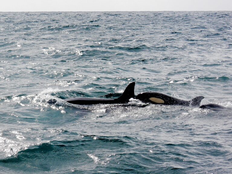 Mucho los seres humanos animal