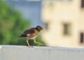 Llevaron aves a una isla para combatir una plaga, pero 93 años después tuvieron que sacrificar 27.000