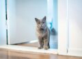 Qué gato espera puerta cuando