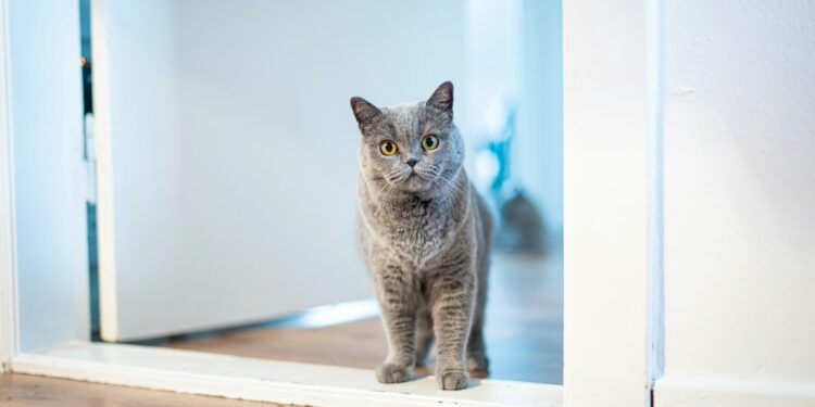 Qué gato espera puerta cuando