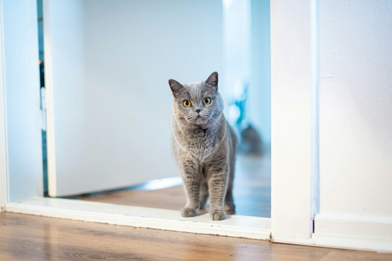 Qué gato espera puerta cuando