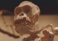 Restos neandertales hace revelan indicios