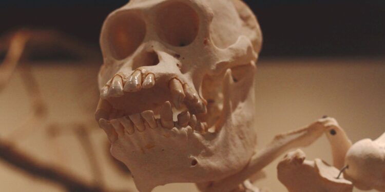 Restos neandertales hace revelan indicios
