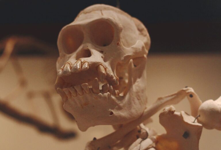 Restos neandertales hace revelan indicios