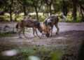 Tres perros salvajes recorren áfrica