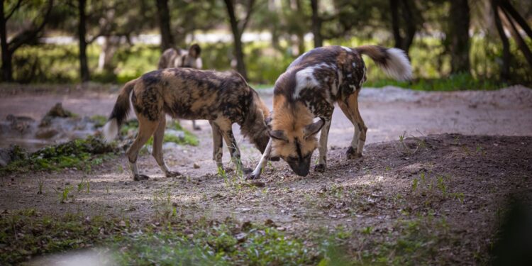 Tres perros salvajes recorren áfrica