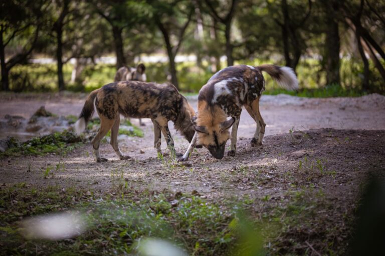 Tres perros salvajes recorren áfrica