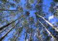 Árbol llevó estados unidos movilizar
