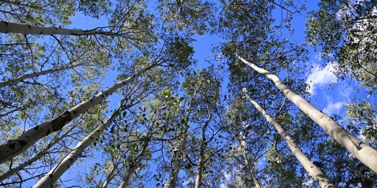 Árbol llevó estados unidos movilizar