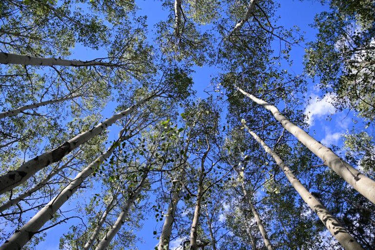Árbol llevó estados unidos movilizar