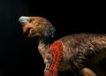 Dinosaurio con garras más metro