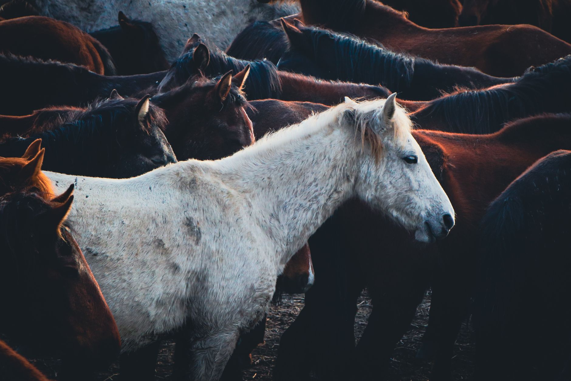 Um impressionante cavalo branco se destaca entre um rebanho de cavalos marrons, mostrando contraste e variedade.