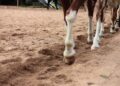 Nuevo estudio revela animal puede