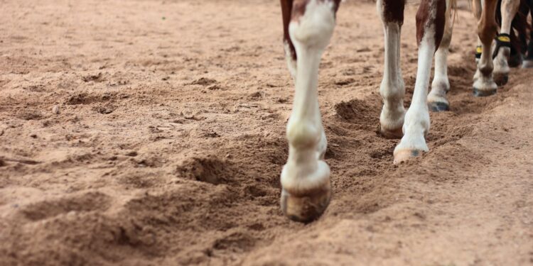 Nuevo estudio revela animal puede