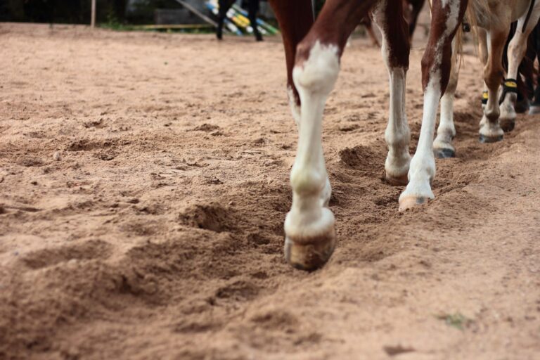 Nuevo estudio revela animal puede