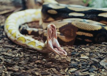 Una serpiente gigante preocupa estados
