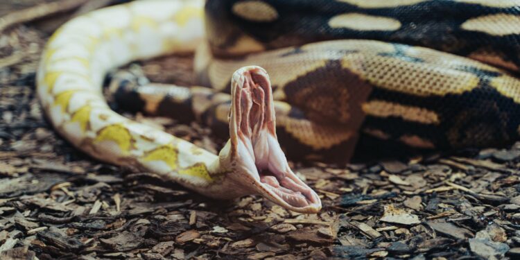 Una serpiente gigante preocupa estados