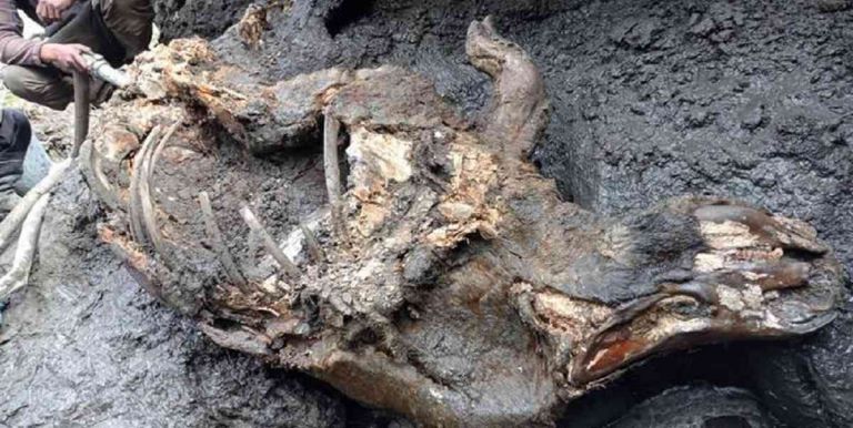 Descubren restos congelados de rinoceronte lanudo extinto hace miles de  años en Siberia | Vistazo