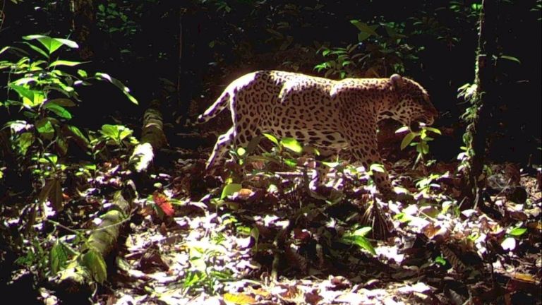 En América Latina, el 80 % de la población de jaguares vive en la Amazonía brasileña. Foto: WWF