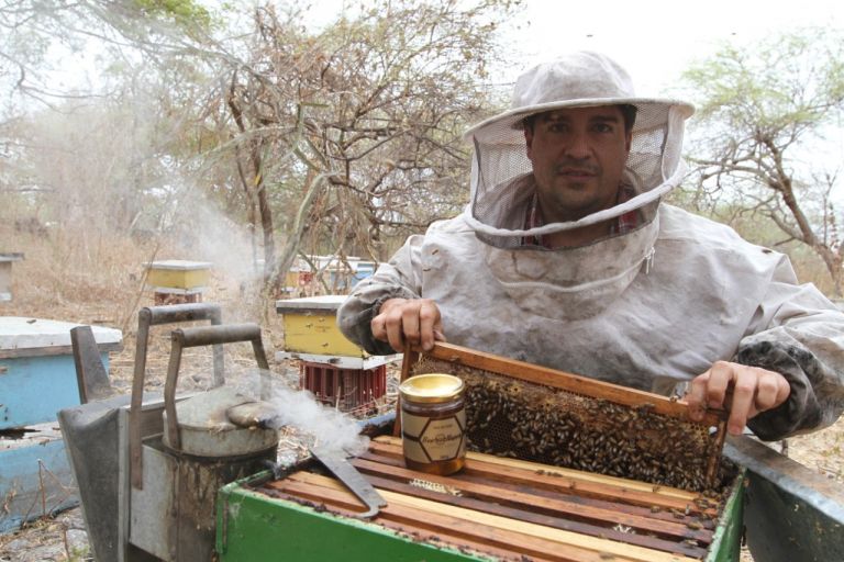 En los últimos tres años el número de colmenas en el Ecuador pasó de 19.155 a 22.631. Foto: Cortesía.